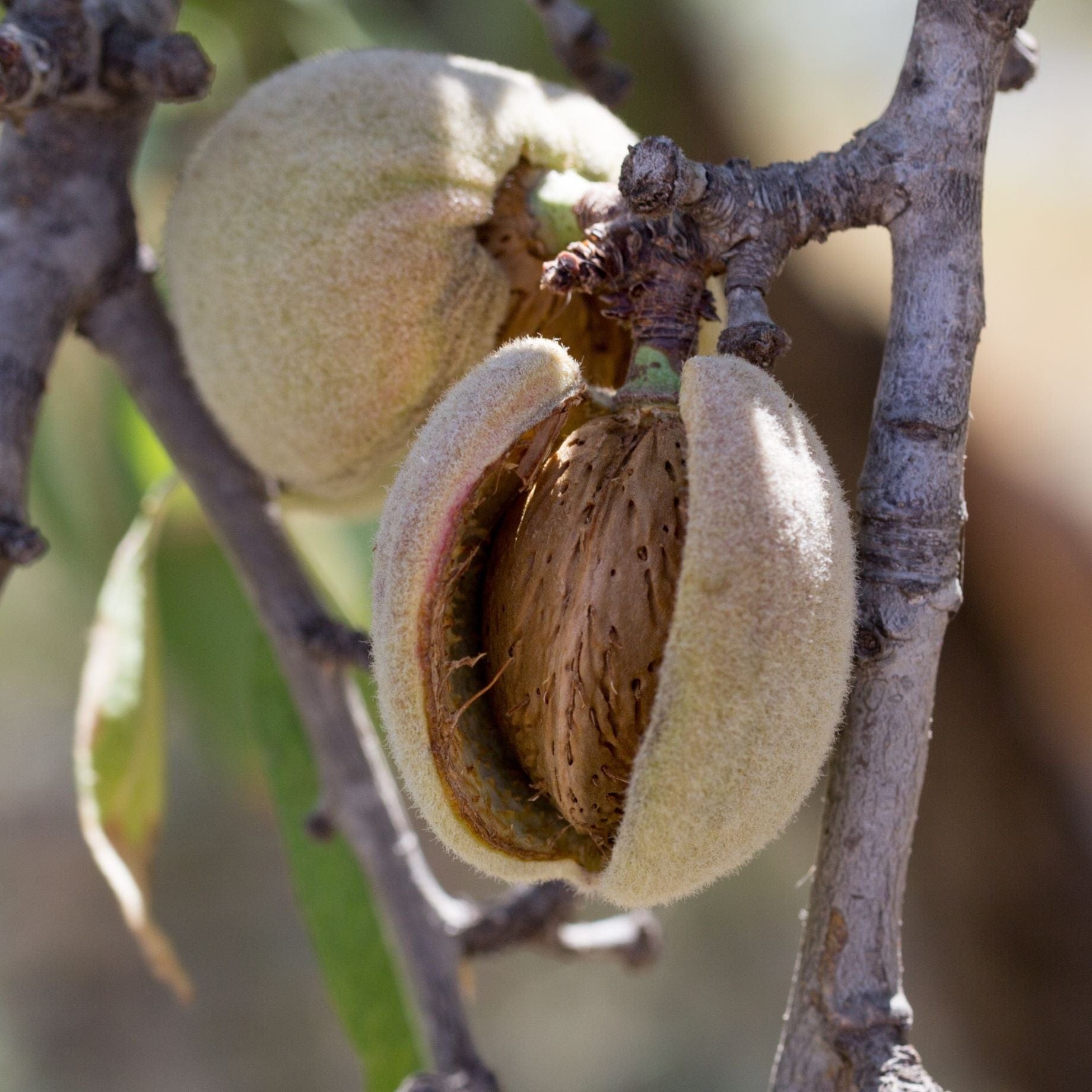 Almond Tree | Prunus dulcis 'Robijn'