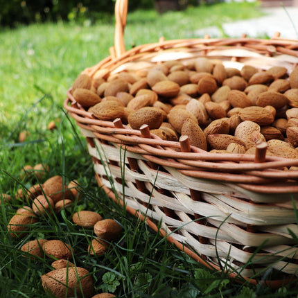 'Princess' Almond Tree | Prunus dulcis Fruit Trees