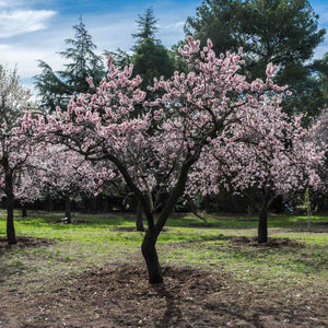 'Princess' Almond Tree | Prunus dulcis Fruit Trees