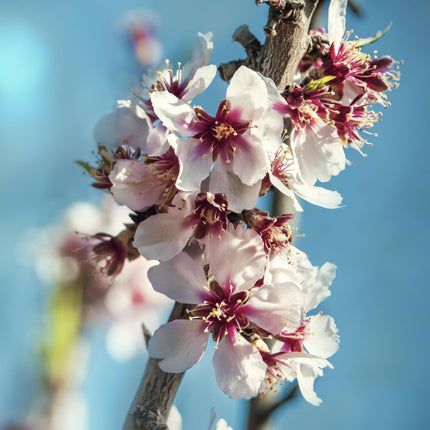 Almond Tree | Prunus dulcis 'Robijn' Trained Fruit Trees