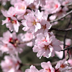 'Sultane' Almond Tree | Prunus dulcis Fruit Trees