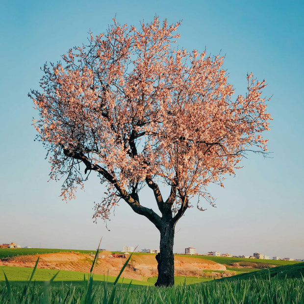 'Sultane' Almond Tree | Prunus dulcis Fruit Trees