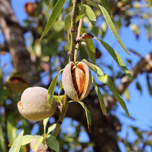 'Princess' Almond Tree | Prunus dulcis Fruit Trees