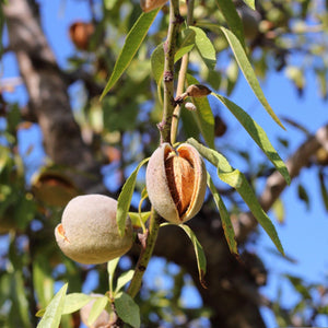 Almond Tree | Prunus dulcis 'Robijn' Trained Fruit Trees