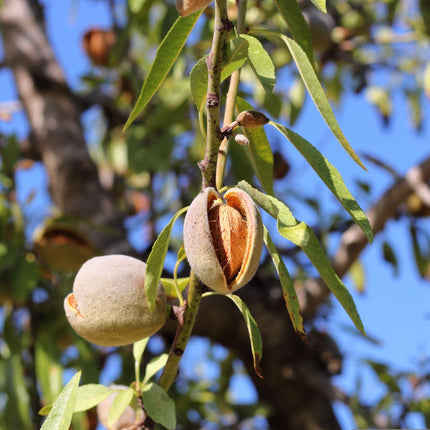 'Sultane' Almond Tree | Prunus dulcis Fruit Trees