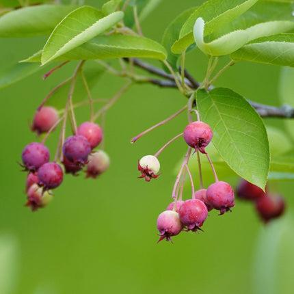 Serviceberry Tree | Amelanchier arborea 'Robin Hill'