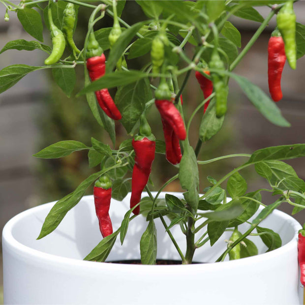 'Apache' Chilli Pepper Plants Vegetables