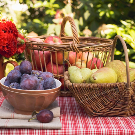 Mini Orchard Collection | Apple, Pear & Plum Fruit Trees