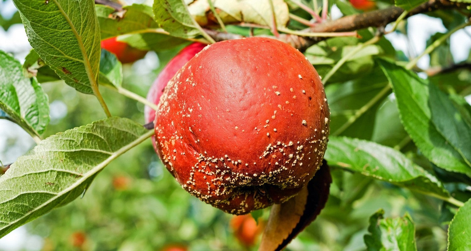 Apple Tree Diseases: Signs, Prevention and Cure