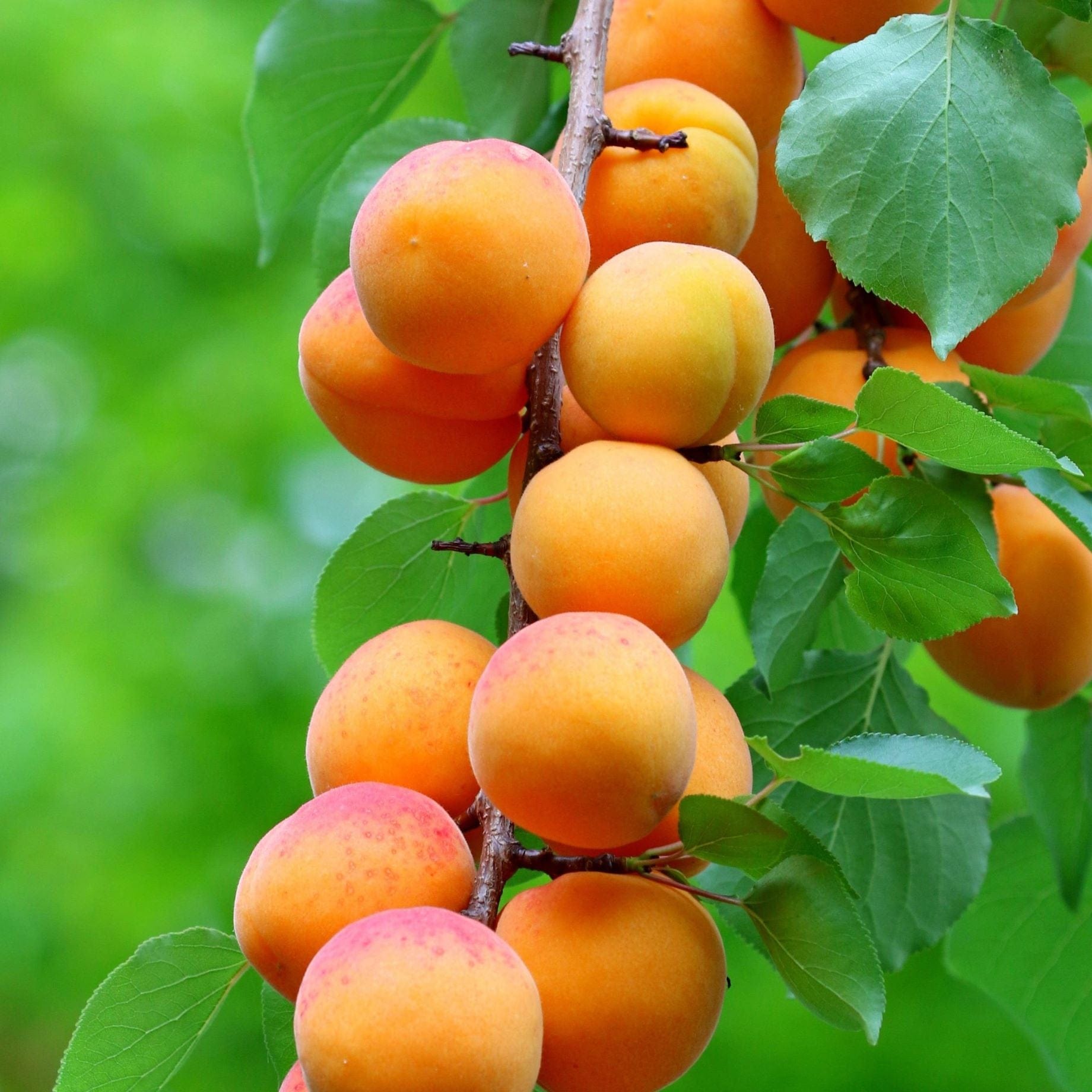 Cordon Apricot Tree