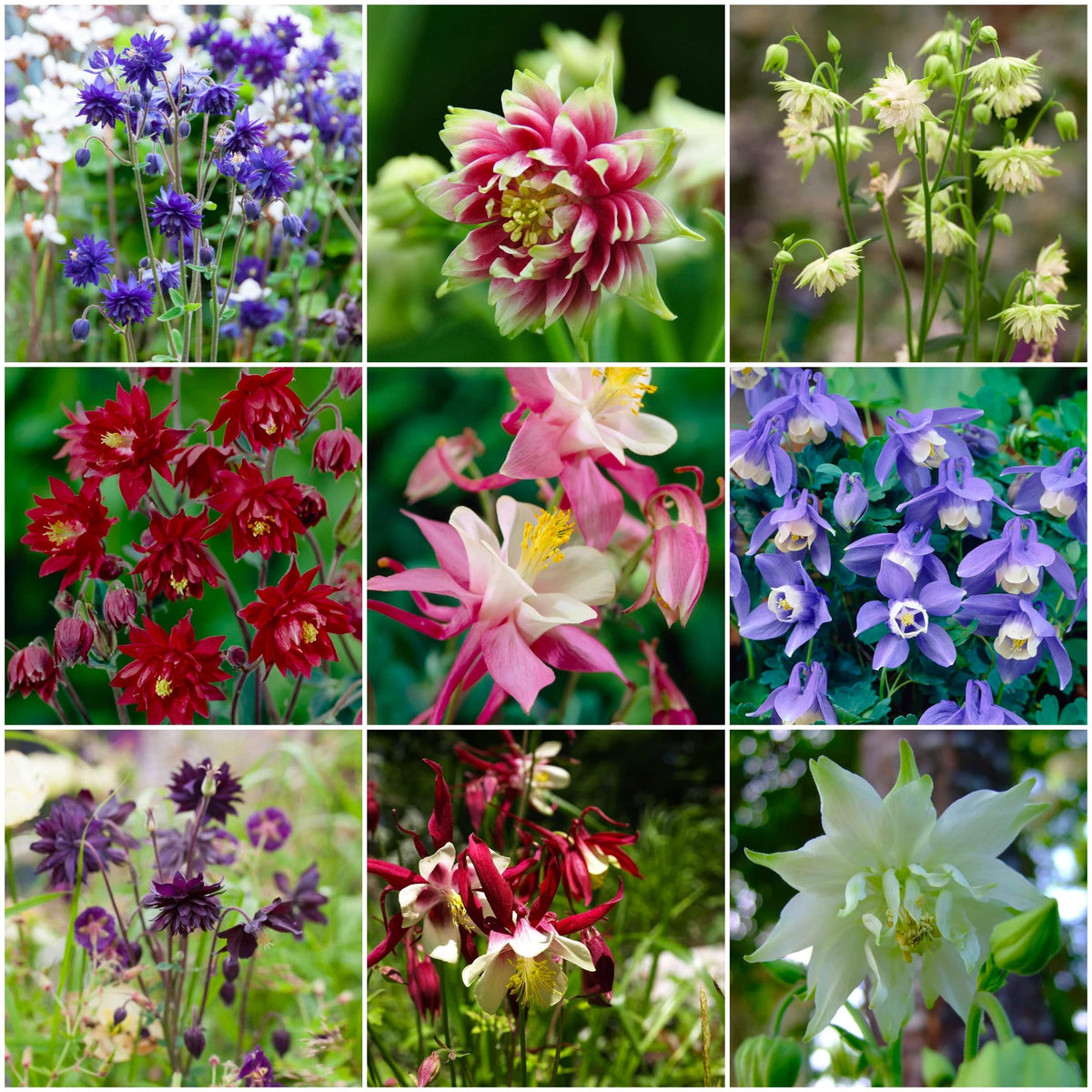 Early Flowering Aquilegia Collection – Roots Plants