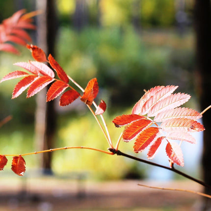 'Pink Pagoda' Rowan Tree | Sorbus hupehensis Ornamental Trees