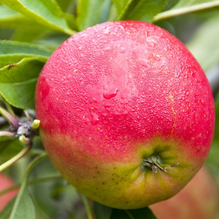 'Falstaff' Apple Tree Fruit Trees