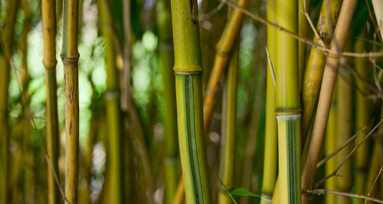 Bamboo Care Guide: Planting, Pruning and Problem Solving