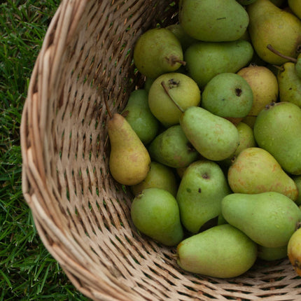 Family Pear Tree Fruit Trees