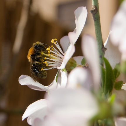 'Sultane' Almond Tree | Prunus dulcis Fruit Trees