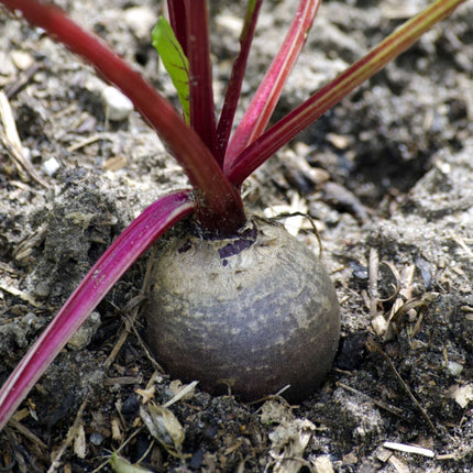 'Darko' Beetroot Plants