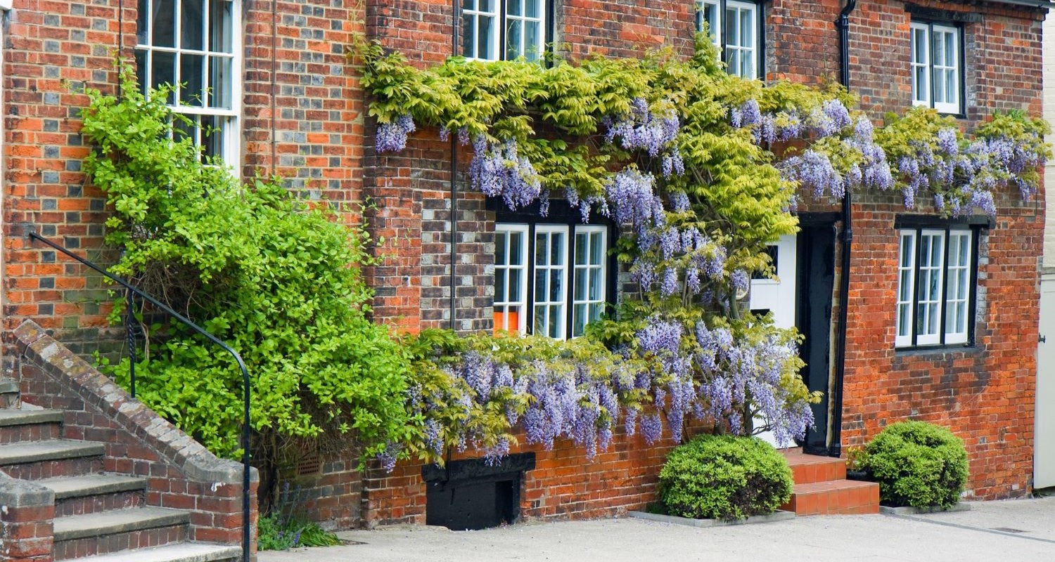 Which is the Best Climbing Plant for Your Garden?