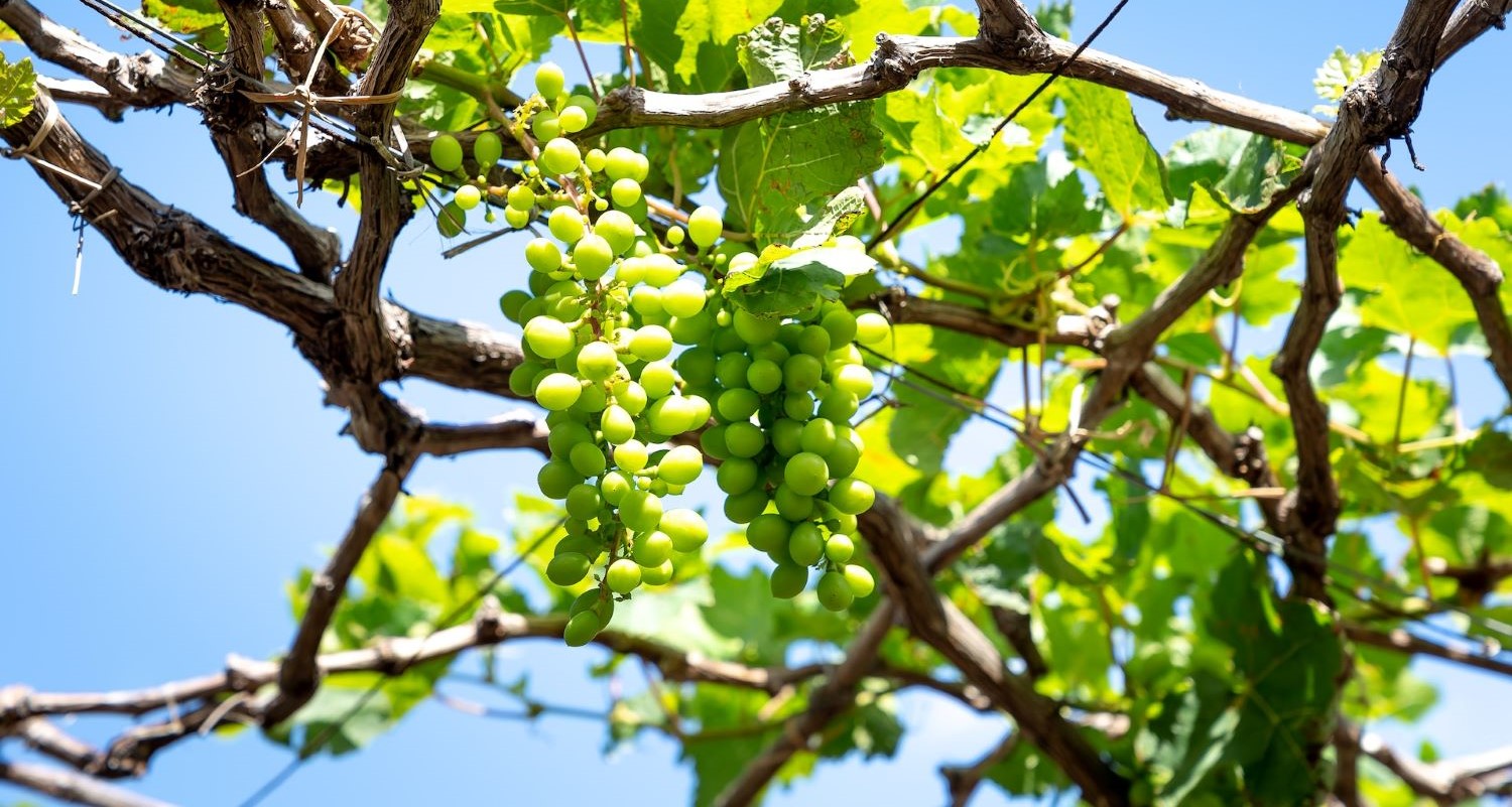 The Best Grapes to Grow in UK Gardens