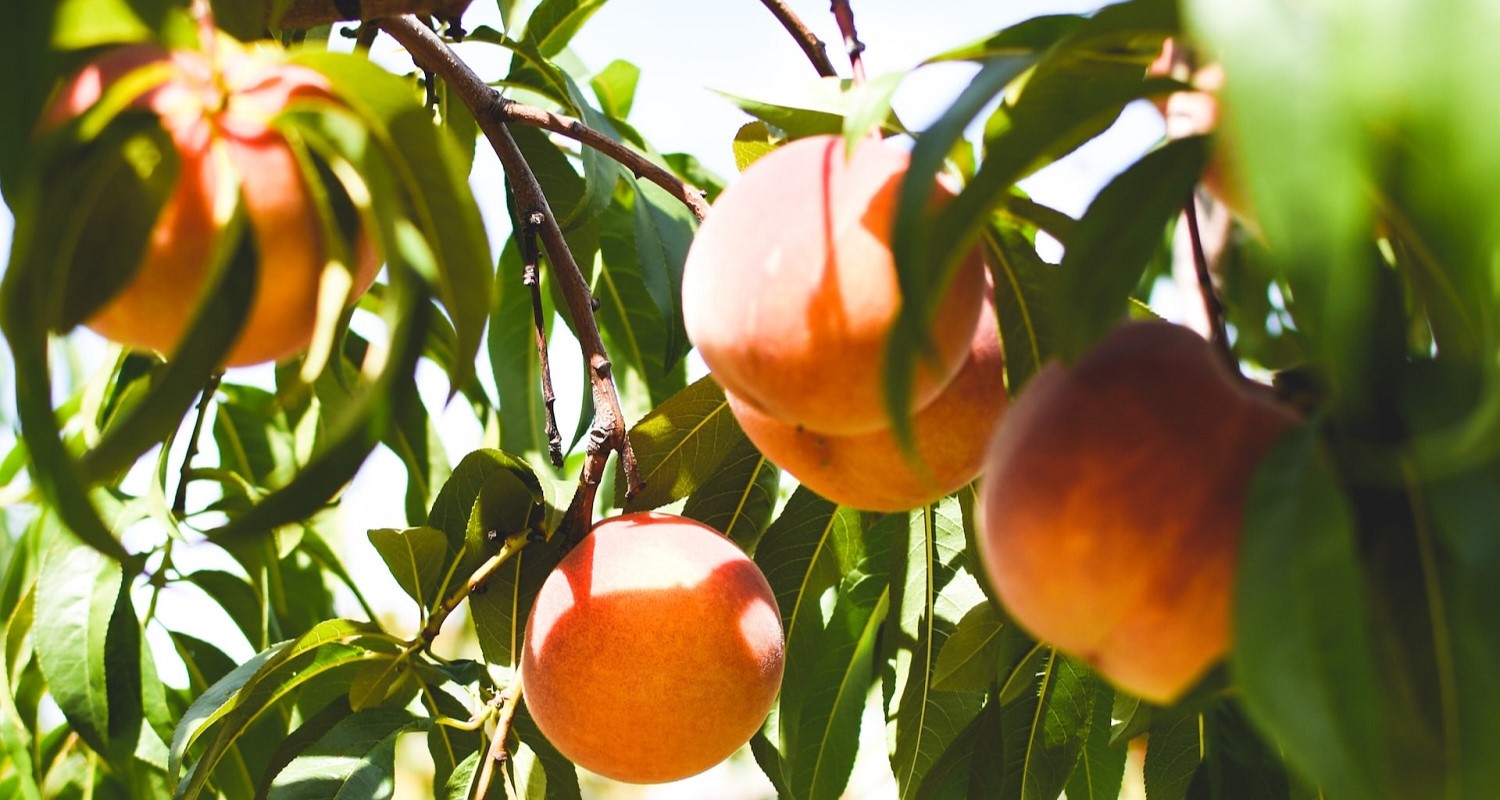 Choosing the Right Peach Tree for Your Garden