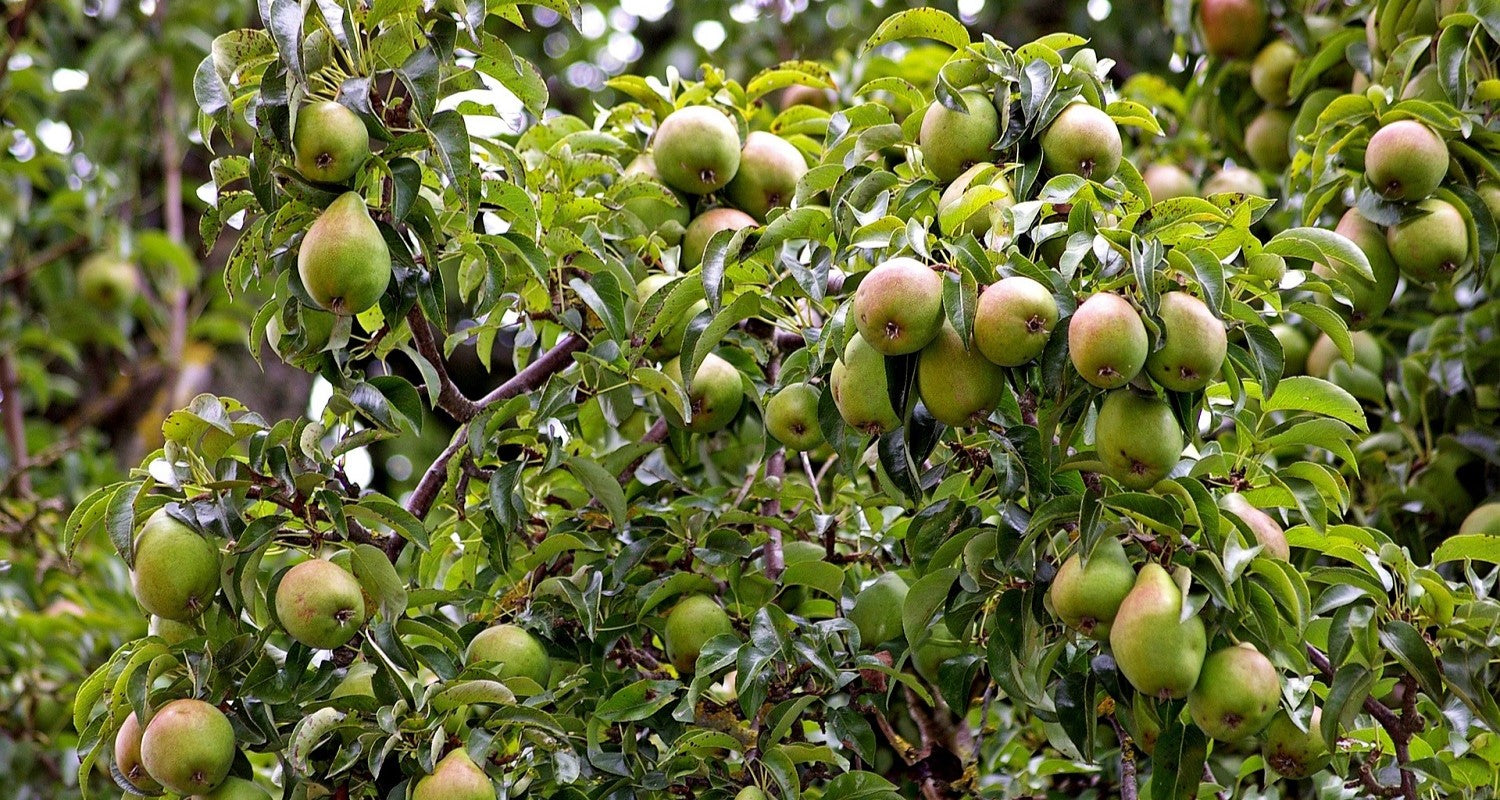 The Best Pear Trees (As Chosen by Our Growers)