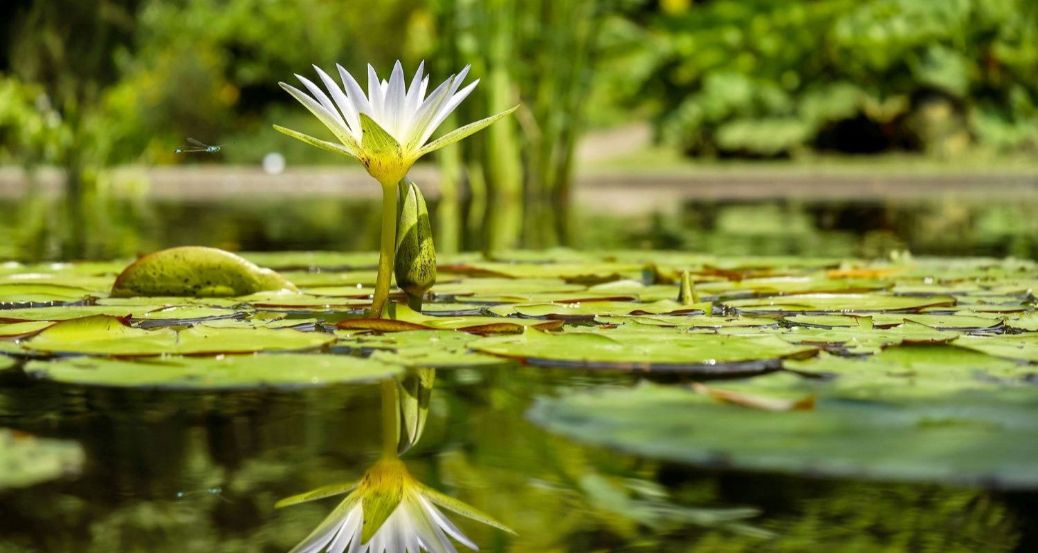 Best Pond Plants: Top 5 Plants to Bring Your Pond to Life