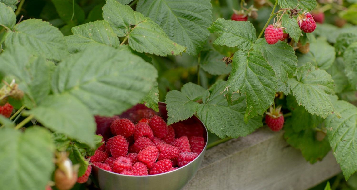 Best Raspberry Plants to Grow in the UK