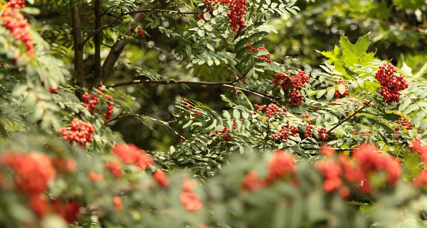 Is a Rowan Tree Right for My Garden?