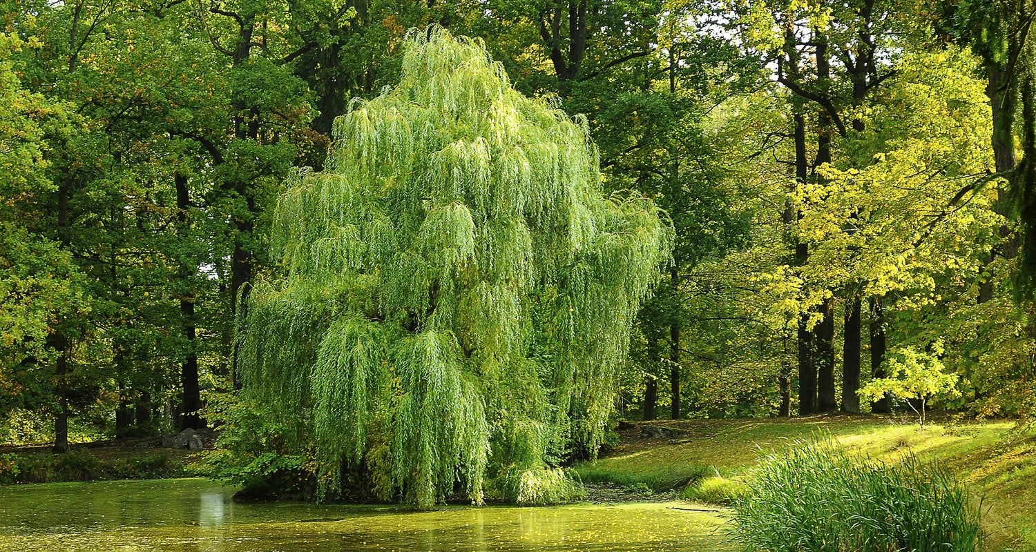 Is My Garden Suitable for a Willow Tree?