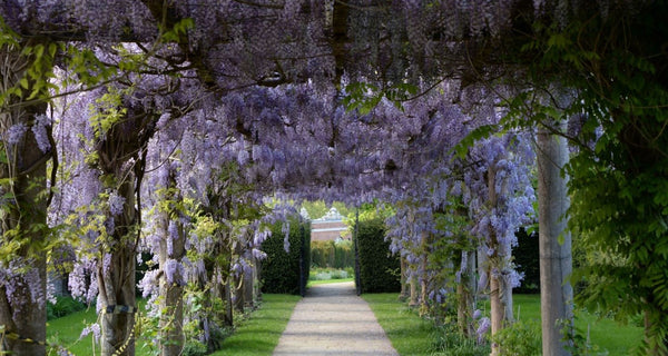 What's the Best Wisteria to Grow? – Roots Plants