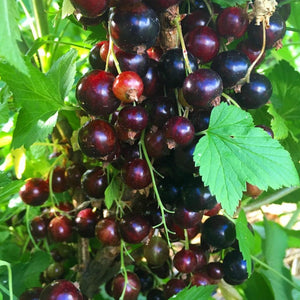 Big Ben Blackcurrant Bush Soft Fruit