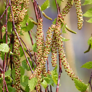 Paper Birch Tree | Betula Papyrifera Ornamental Trees