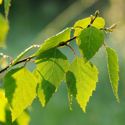 Paper Birch Tree | Betula Papyrifera Ornamental Trees