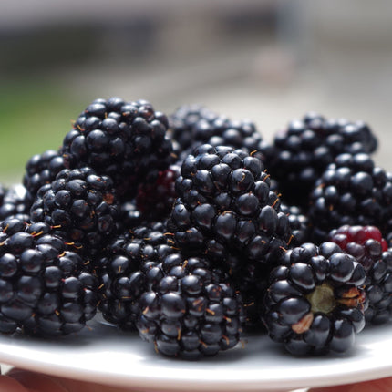 'Loch Maree' Blackberry Plants Soft Fruit