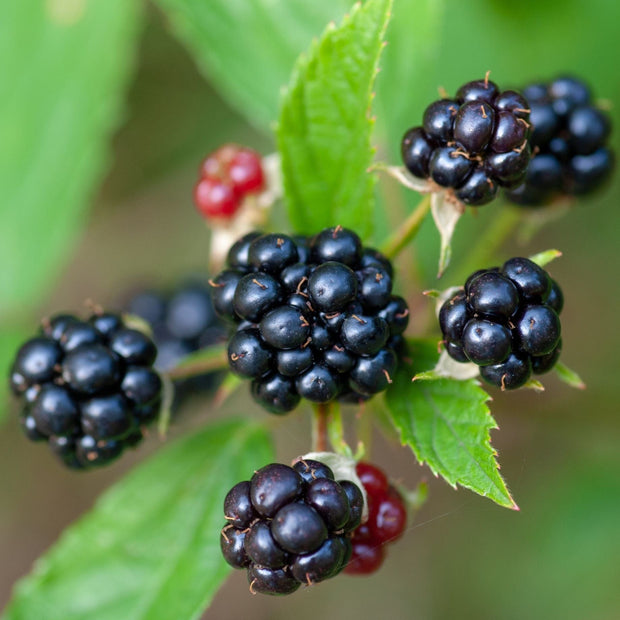 'Tiny Black' Blackberry Plants Soft Fruit