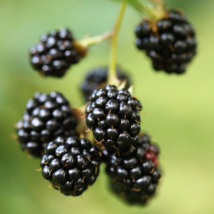 'Opal' Dwarf Blackberry Plant Soft Fruit