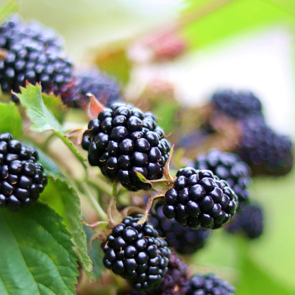 'Loch Maree' Blackberry Plants Soft Fruit