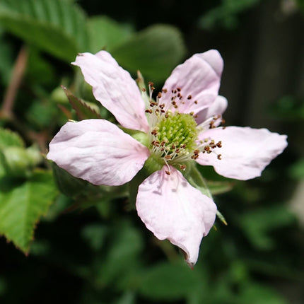 'Chester' Blackberry Plant Soft Fruit