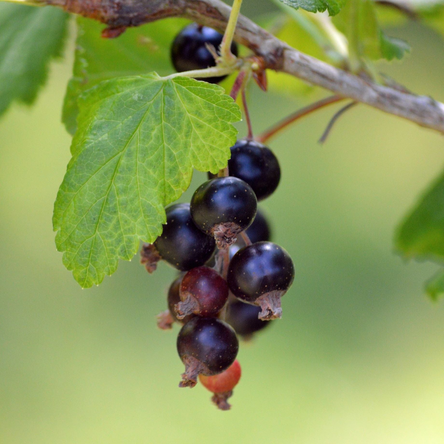 'Ben Hope' Blackcurrant Bush