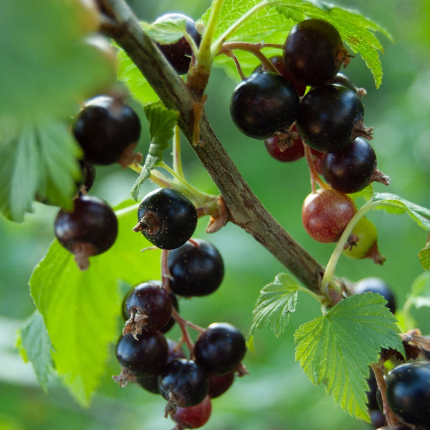 'Ben Nevis' Blackcurrant Bush Soft Fruit