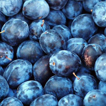 'Hauszwetsche' Plum Tree Fruit Trees