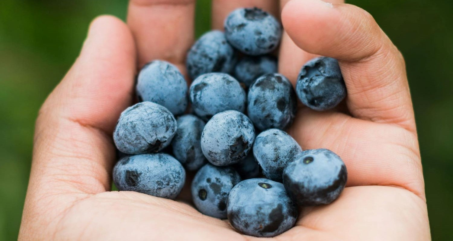 Benefits of Blueberries: Should You Grow Your Own?