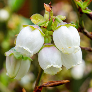 'Bluecrop' Blueberry Bush Soft Fruit