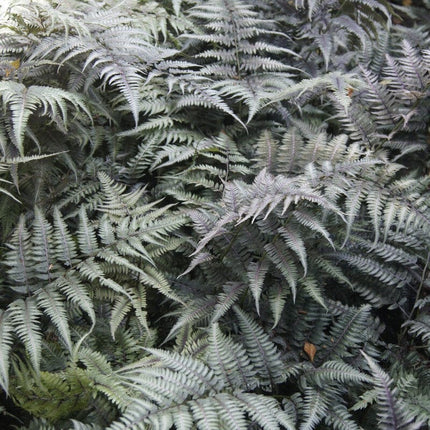 Japanese Painted Fern | Athyrium niponicum metallicum Pond Plants