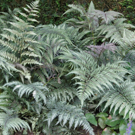 Japanese Painted Fern | Athyrium niponicum metallicum Pond Plants