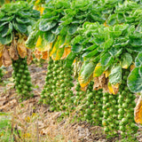 'Brilliant F1' Brussels Sprout Plants Vegetables