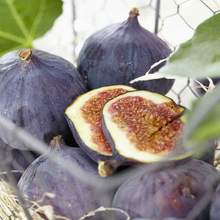 Half-Standard Fig Tree Trained Fruit Trees