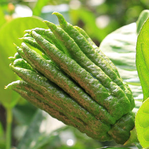 Hand of Buddha Citron Tree | Citrus medica digitata Soft Fruit