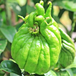 Hand of Buddha Citron Tree | Citrus medica digitata Soft Fruit