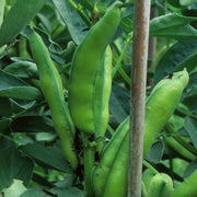 'Bunyard's Exhibition' Broad Bean Plants Vegetables